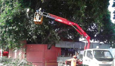 Rocería, poda y tala de arbolado