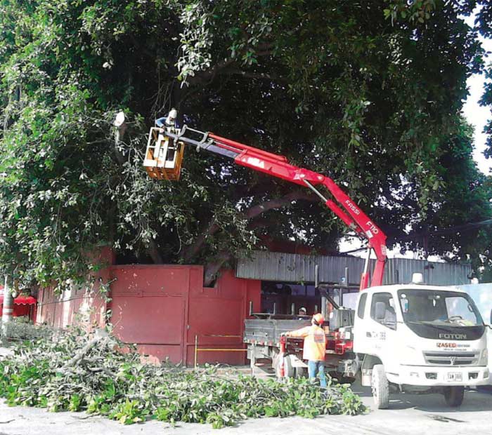 Rocería, poda y tala de arbolado