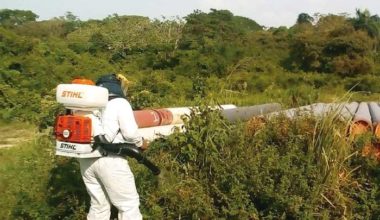 Recuperación forestal y tratamiento Fitosanitario